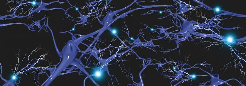 Bacopa Monnieri helps repair neural networks