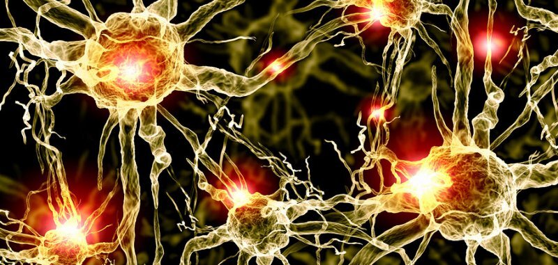 Creatine recharges ATP for brain mitochondria