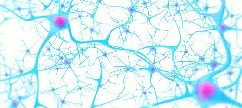 Forskolin-increases-memory