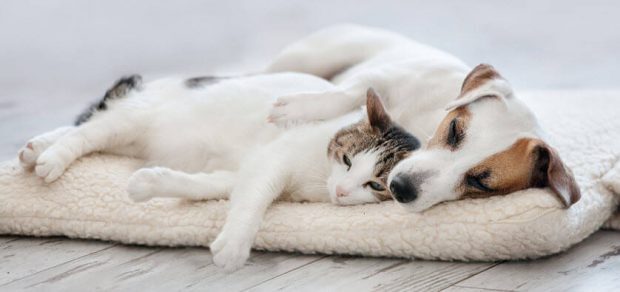 BioGenesis vitamins for sleep and anxiety