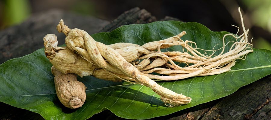 Ginseng reduces fatigue in runners