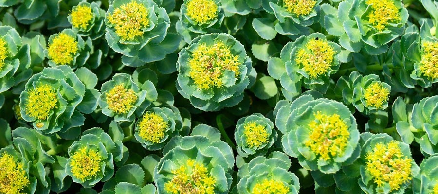 Rhodiola Rosea to reduce stress